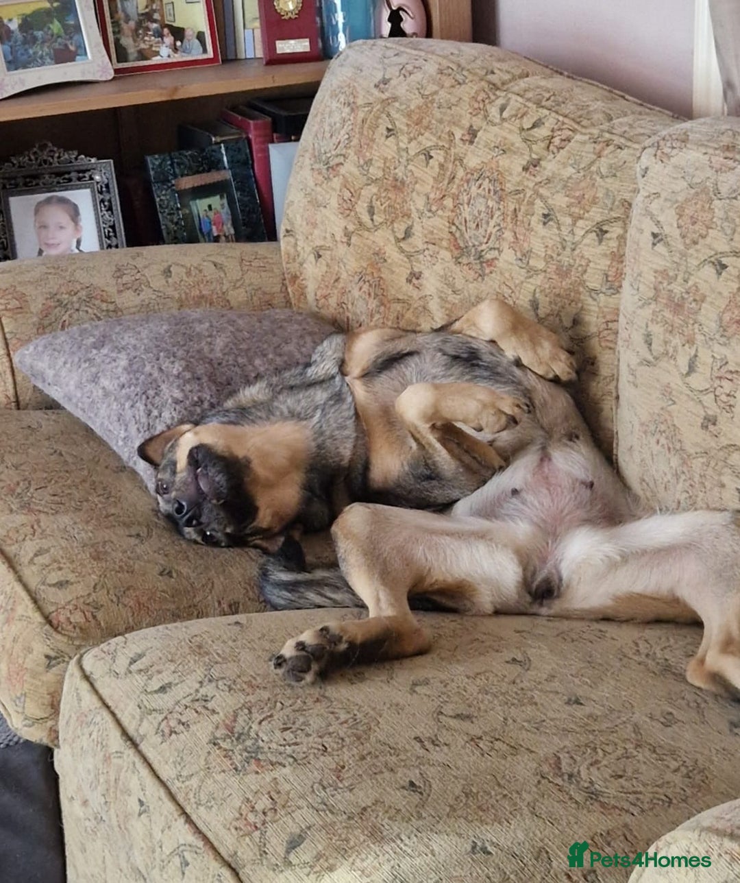 Mixed Breed dogs for adoption: Lovely Lorena  - Image 4