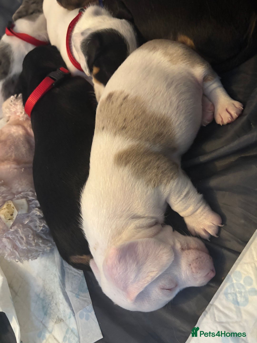 Dachshund dogs for sale: Pink and white albino chocolate dapple dachshund  - Advert 9