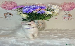Ragdoll cats for sale: ⭐️TICA REG⭐️Pedigree Ragdoll Kittens DNA CLEAR ✅  - Image 18