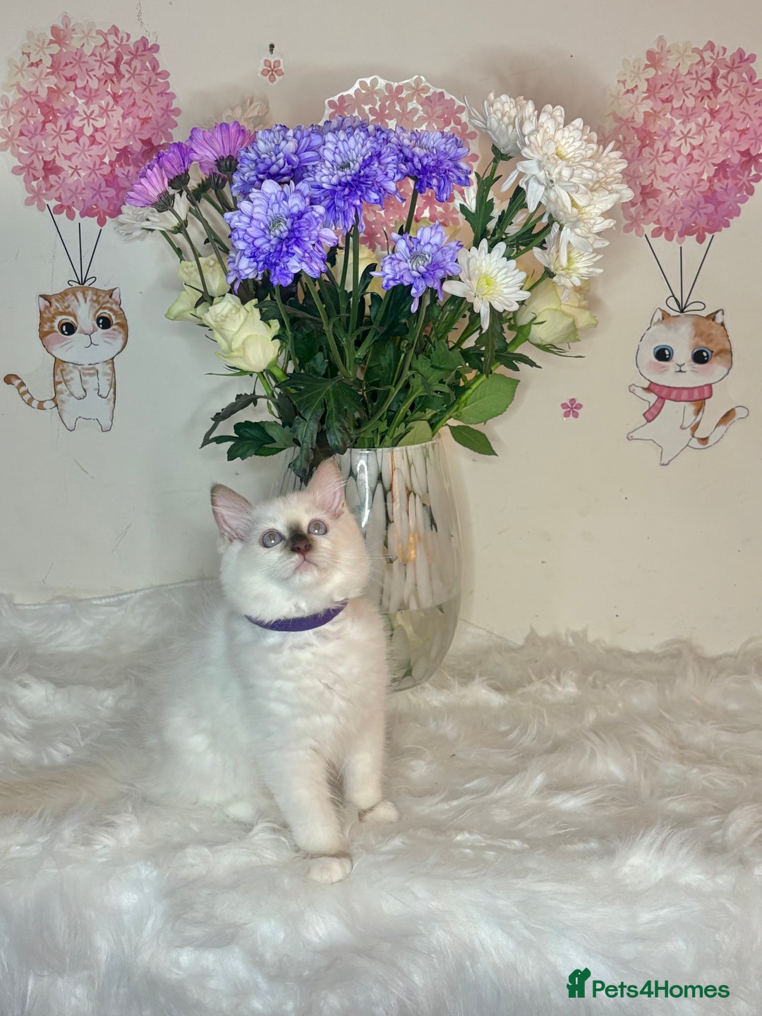 Ragdoll cats for sale: ⭐️TICA REG⭐️Pedigree Ragdoll Kittens DNA CLEAR ✅  - Image 18