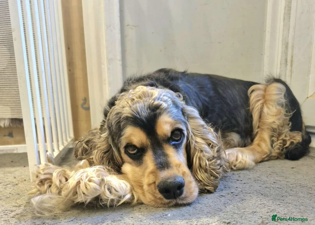 Cocker Spaniel dogs for sale: Beautiful Cocker Spaniel Puppies  in Dover - Advert 12