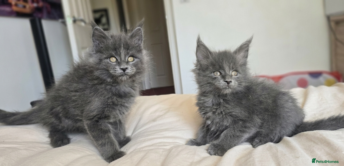 Maine Coon cats Maine Coon Kitten Reservation  - Advert 6