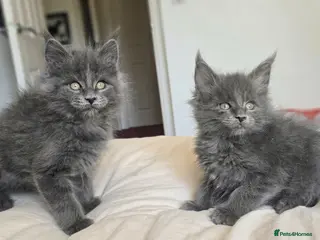 Maine Coon cats Maine Coon Kitten Reservation - Advert 6