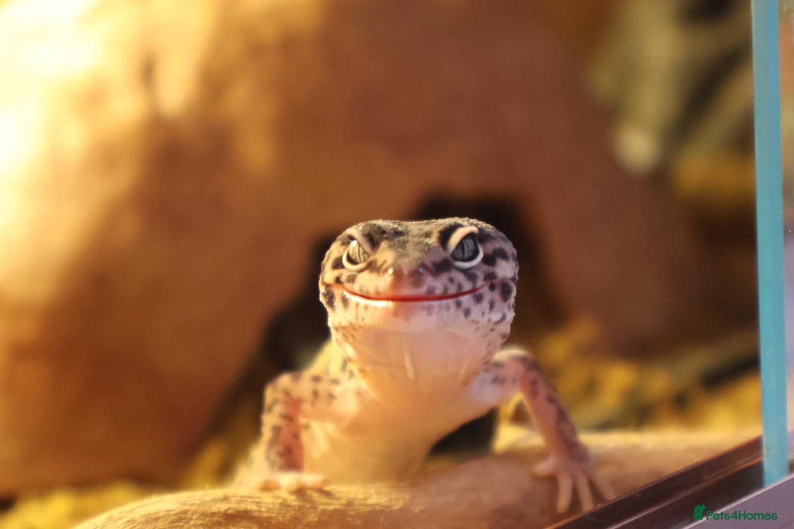 Leopard Gecko reptiles Jackie the leopard gecko !  - Advert 1