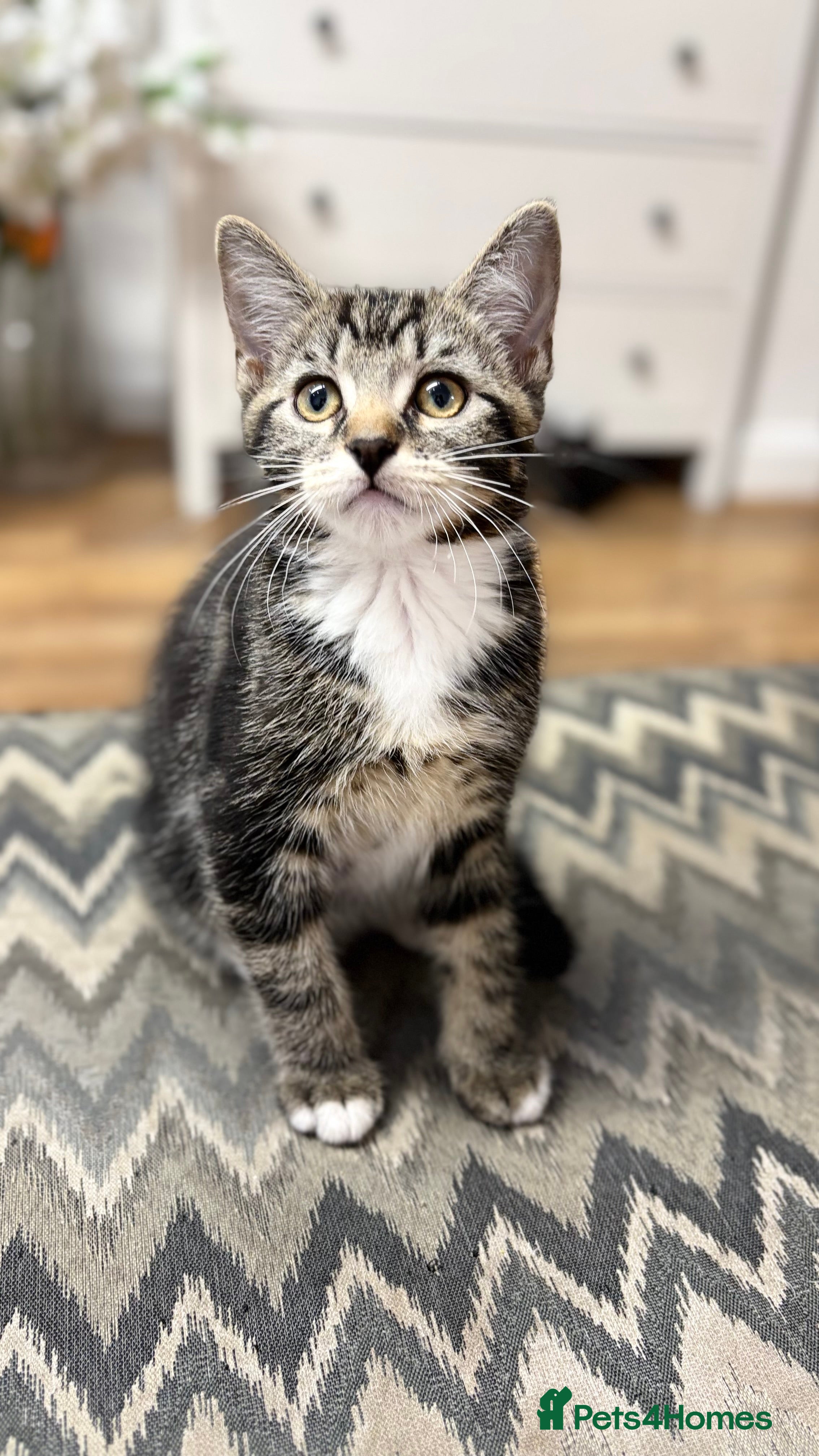 Mixed Breed cats Gorgeous Domestic Shorthair Cross Kittens - Advert 2
