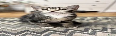 Michelle (marble tabby)