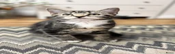 Mixed Breed cats for sale: Gorgeous Domestic Shorthair Cross Kittens - Advert 2