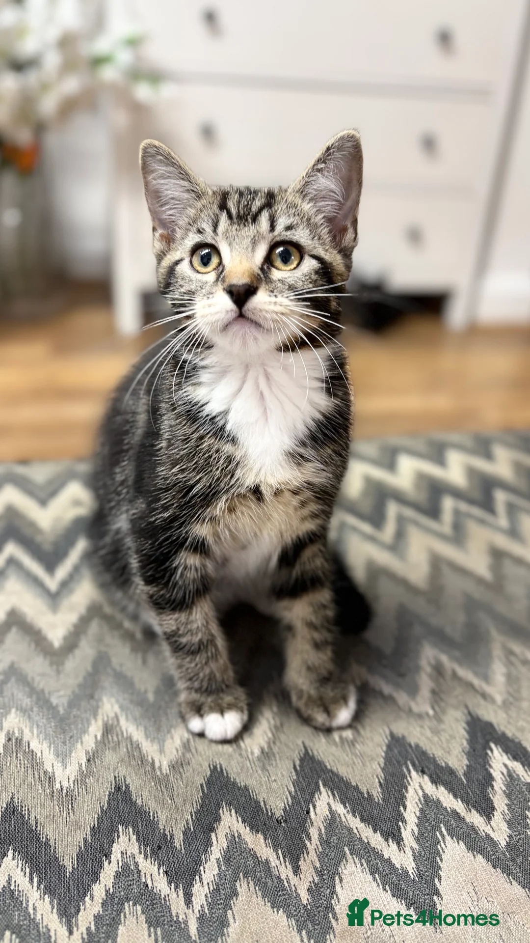 Mixed Breed cats for sale: Gorgeous Domestic Shorthair Cross Kittens - Advert 2