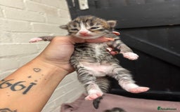 Mixed Breed cats for sale: Kittens  - Image 6