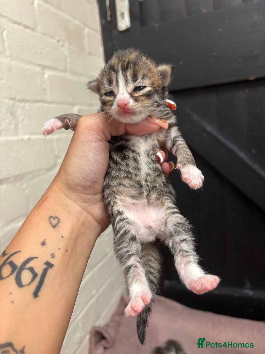 Mixed Breed cats for sale: Kittens  - Image 6