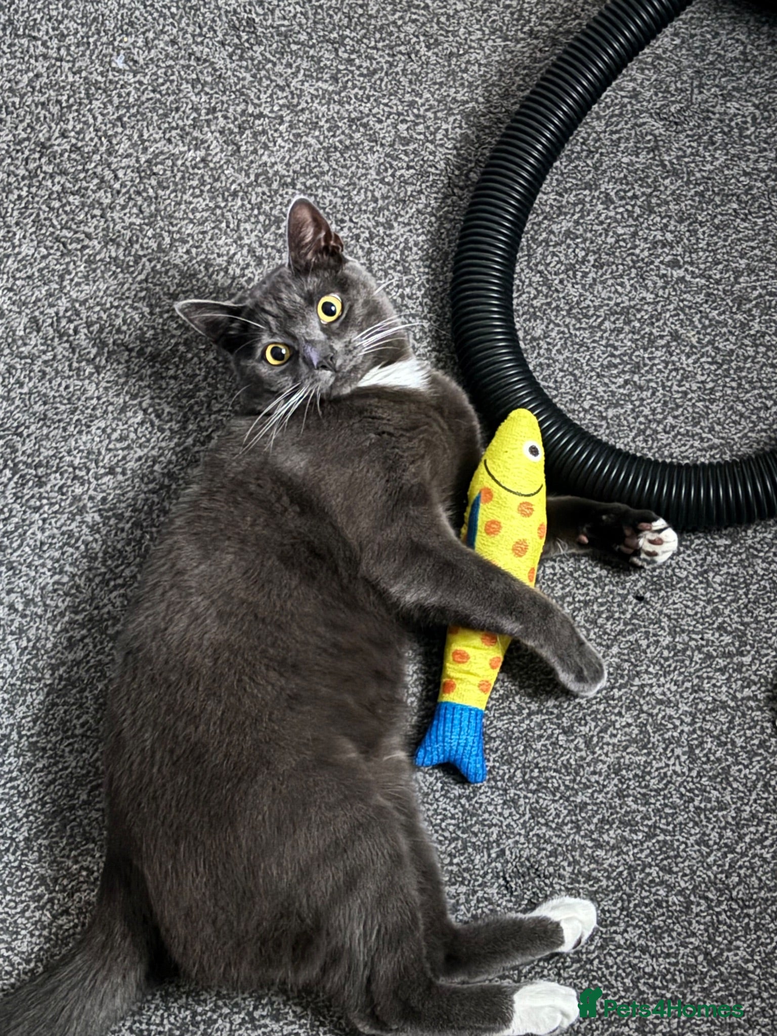 Mixed Breed cats For sale  - Advert 3