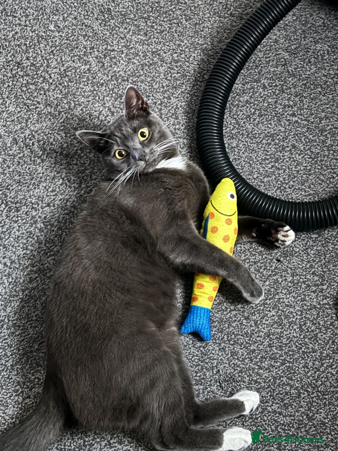 Mixed Breed cats for sale: For sale  - Advert 1