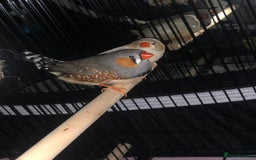 Finches birds for sale: Pair zebra finches - Image 3