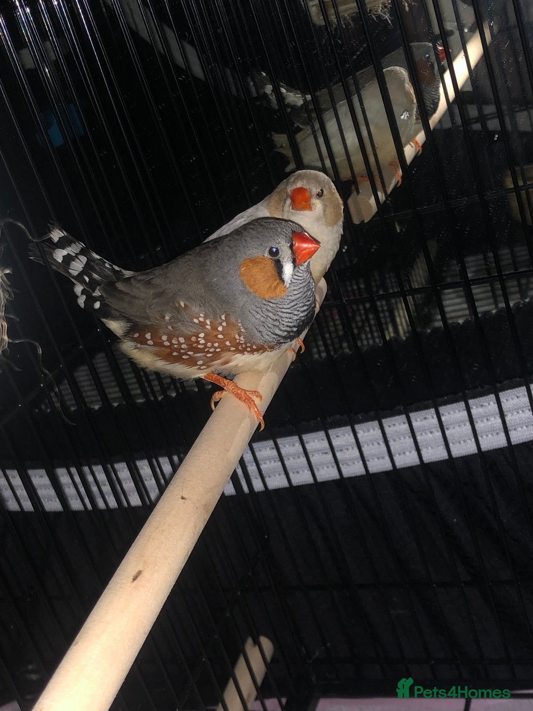 Finches birds for sale: Pair zebra finches - Image 3