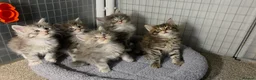 Maine Coon cats for sale: Tica Beautiful Maine Coon Kittens  in Sittingbourne - Advert 17