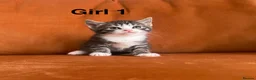 Siamese cats for sale: Mixed Siamese kittens for sale  in Colchester - Advert 9