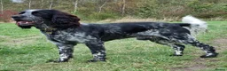 Sprocker dogs for sale: Stunning Mixed Roan Sprocker puppies!  - Advert 11