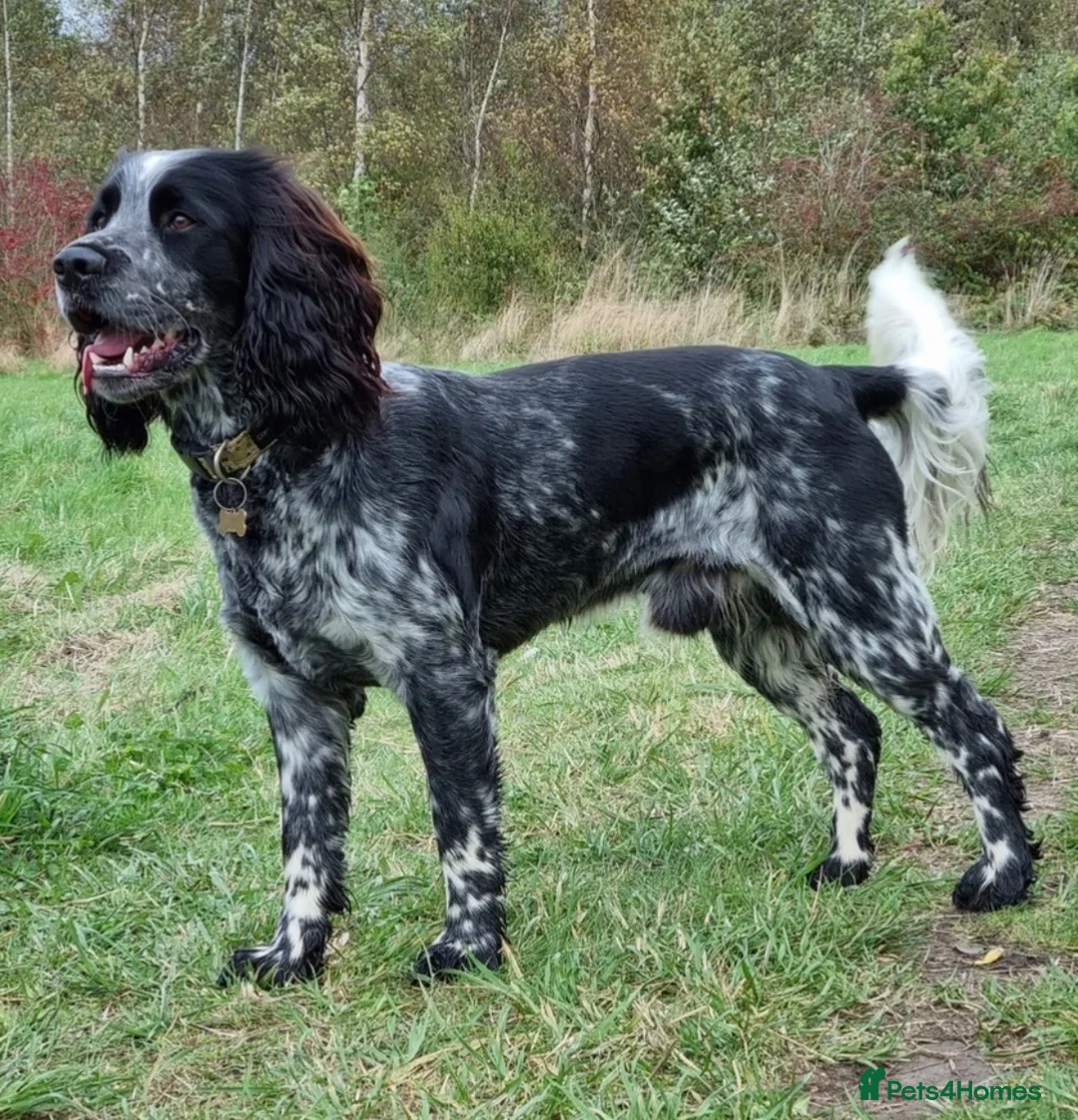 Sprocker dogs for sale: Stunning Mixed Roan Sprocker puppies!  - Advert 11