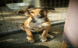 Mixed Breed dogs for adoption: COFFEE & ROBYN  – adopt a bonded pair  - Advert 10