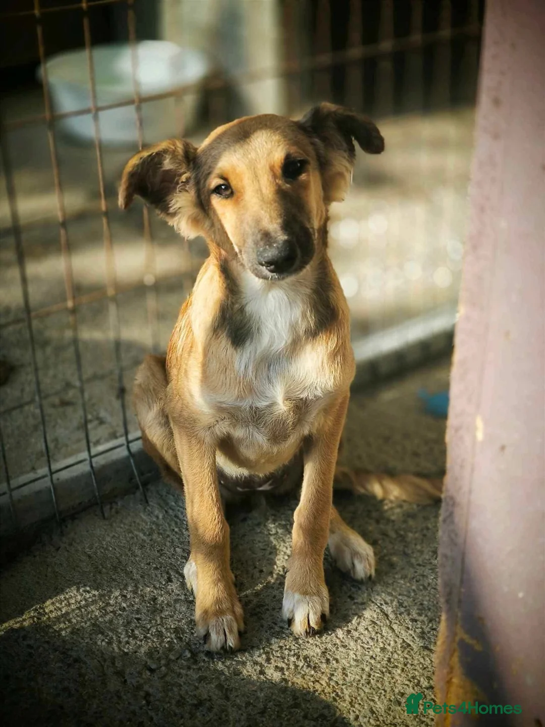 Mixed Breed dogs for adoption: COFFEE & ROBYN  – adopt a bonded pair  - Advert 10
