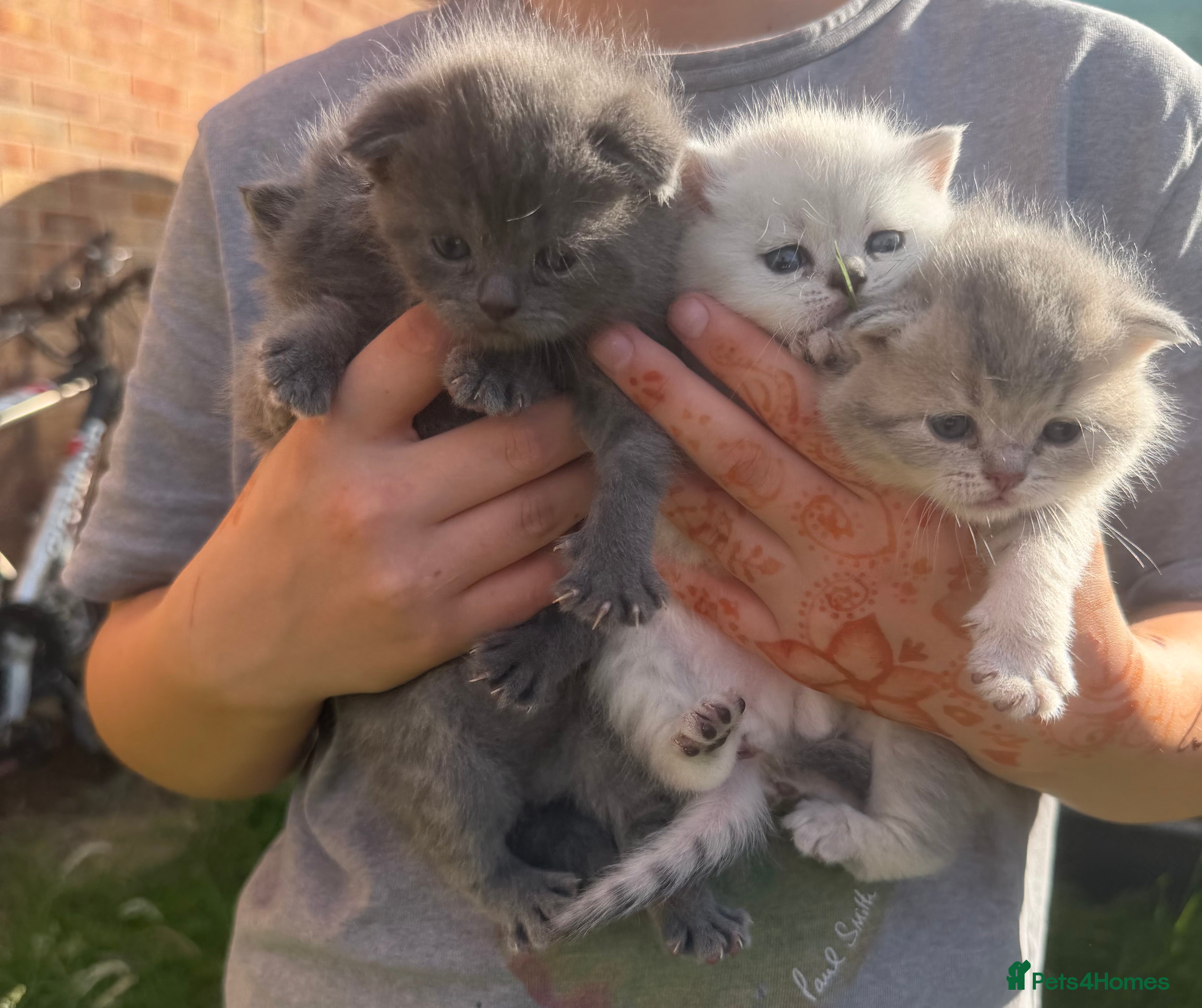 Scottish Fold cats 💕💕💕❤️❤️Lovely scotish kittens💕💕💕 - Advert 2
