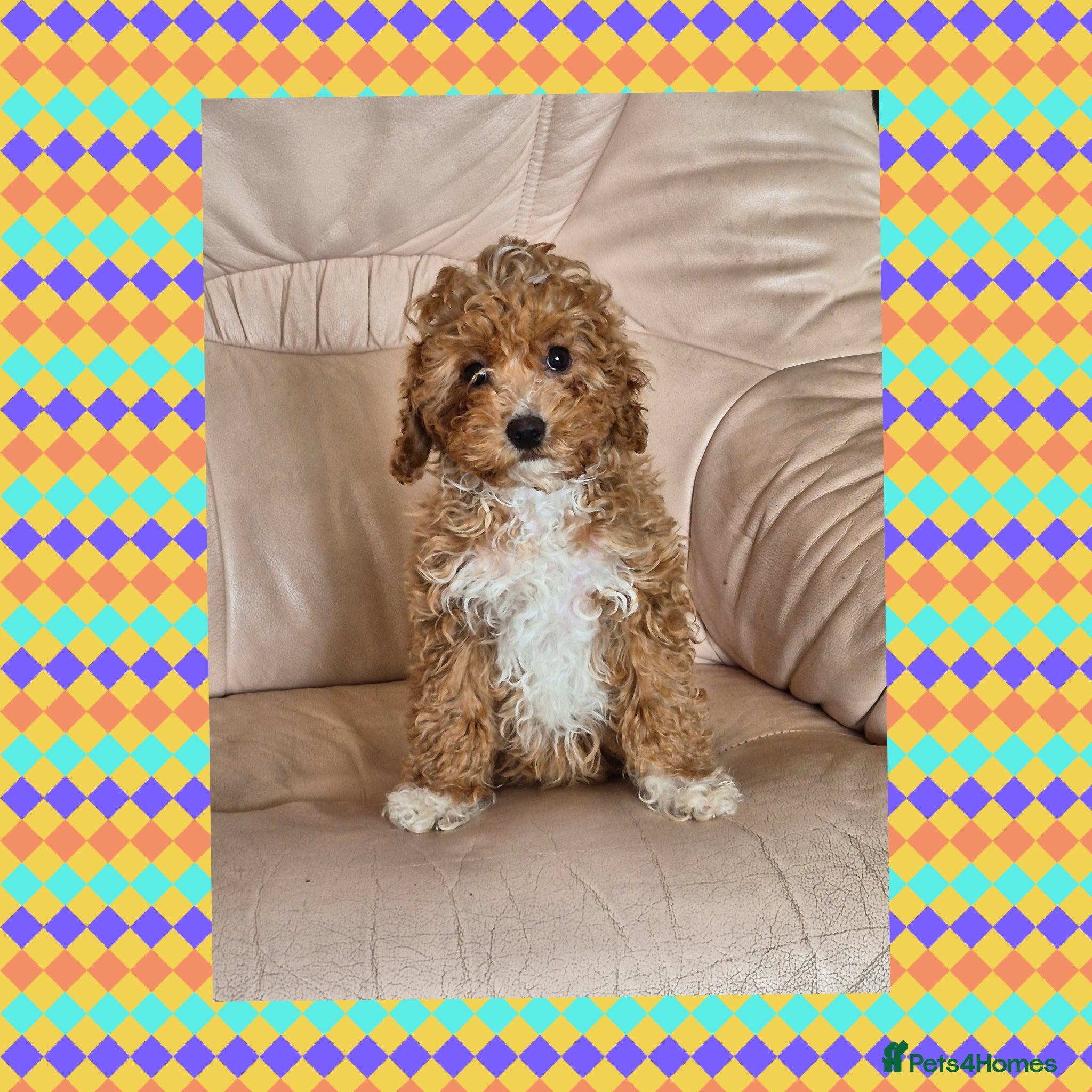 Cavapoo dogs Beautiful Cavapoo Girl - Advert 1