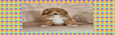 Cavapoo Puppy 1