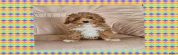 Cavapoo dogs for sale: Beautiful Cavapoo Girl - Advert 1