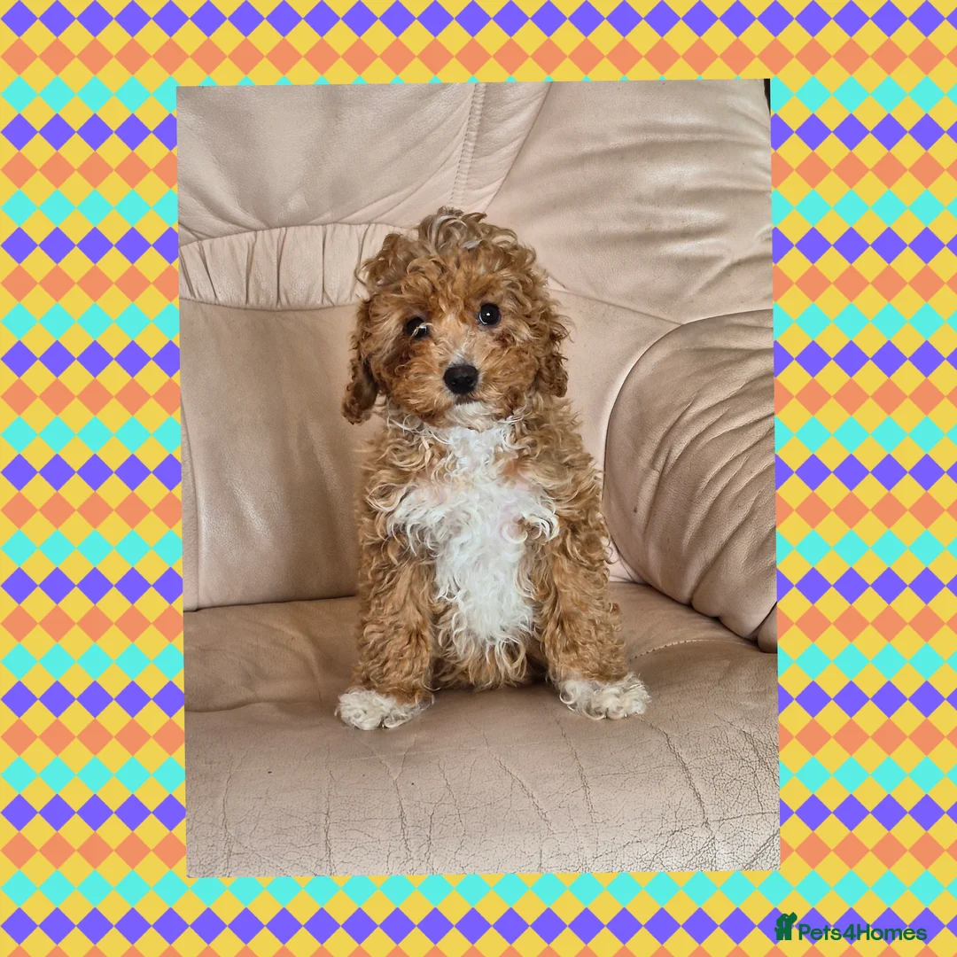 Cavapoo dogs for sale: Beautiful Cavapoo Girl - Advert 1