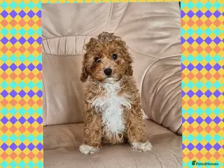 Cavapoo dogs Beautiful Cavapoo Girl - Advert 1