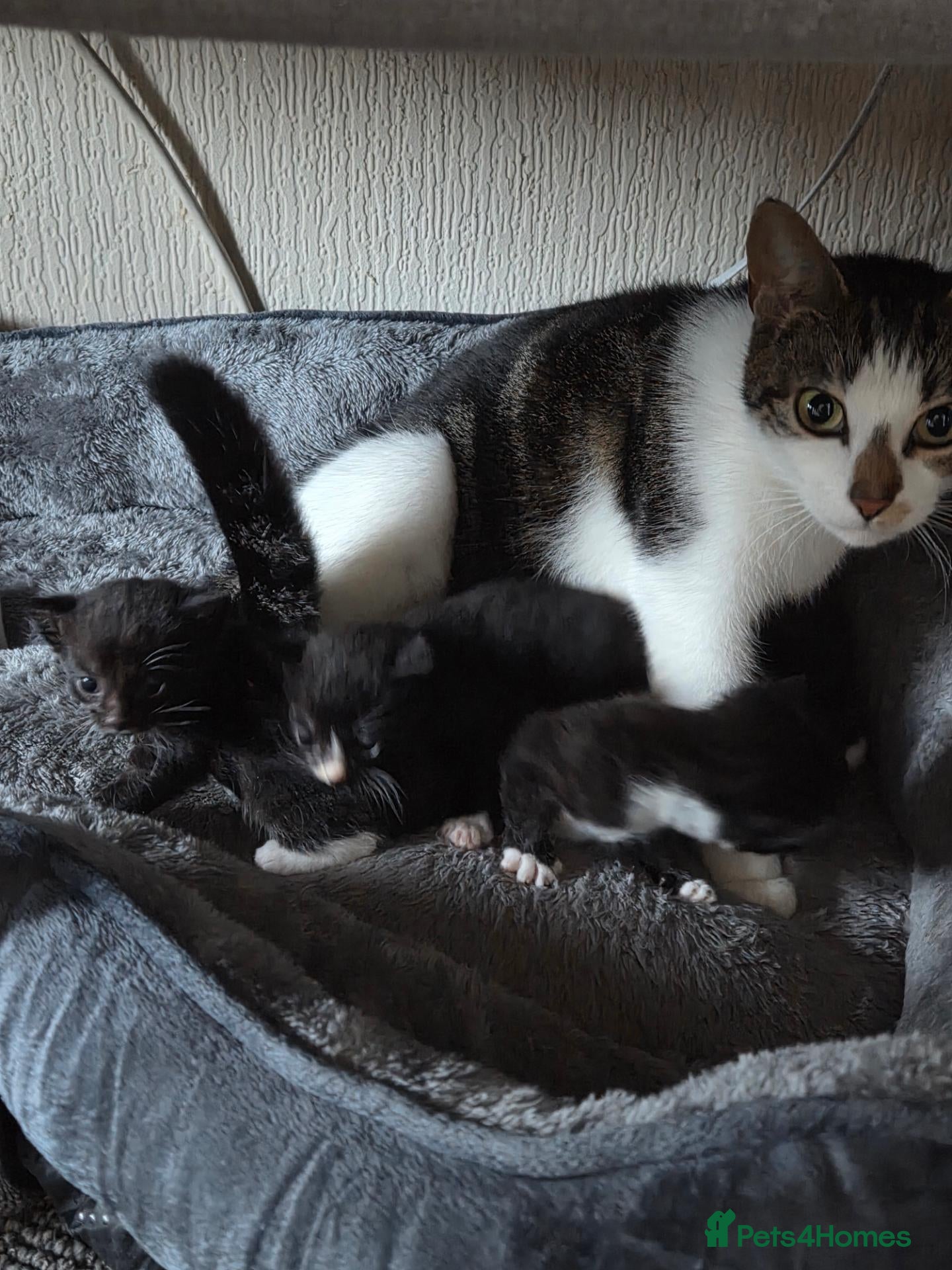 Mixed Breed cats for sale: Mother 3 older kittens and a kitten - Advert 3