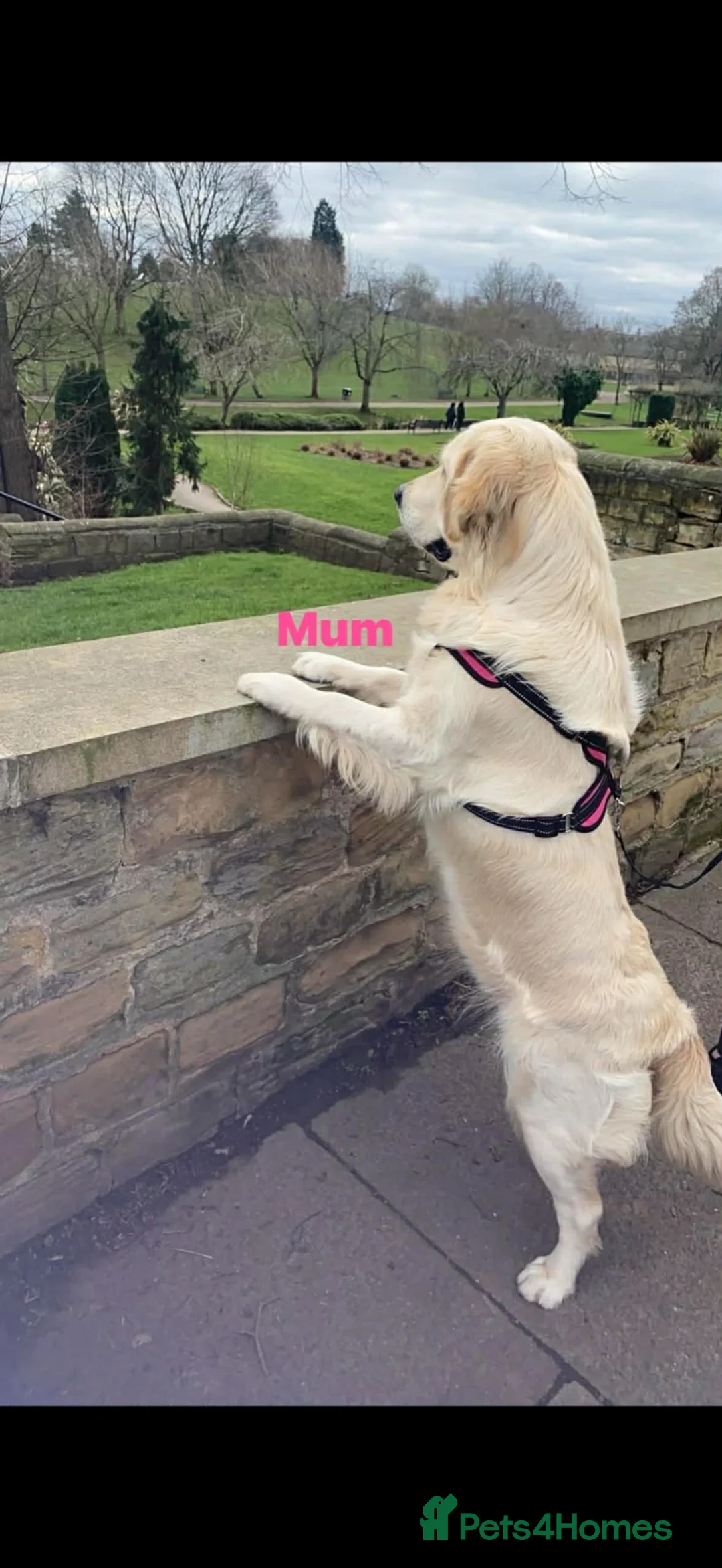 Golden Retriever dogs for sale: Beautiful KC registered Golden Retriver puppies  - Advert 2