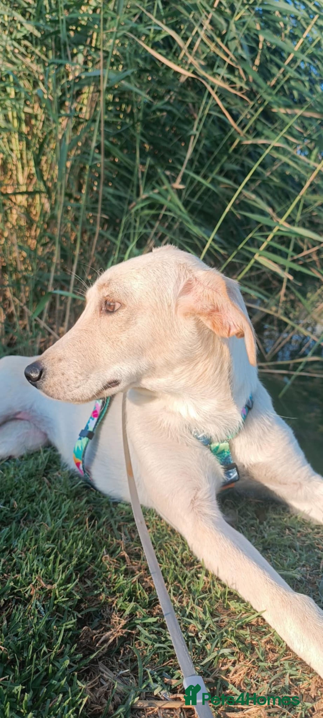 Labrador Retriever dogs for adoption: Blondie - Image 7