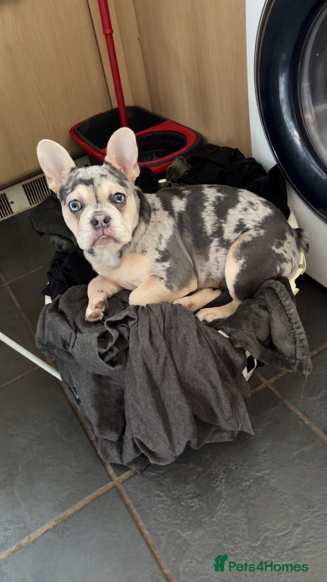 French Bulldog dogs for sale: Hugo French bull dog  - Image 7