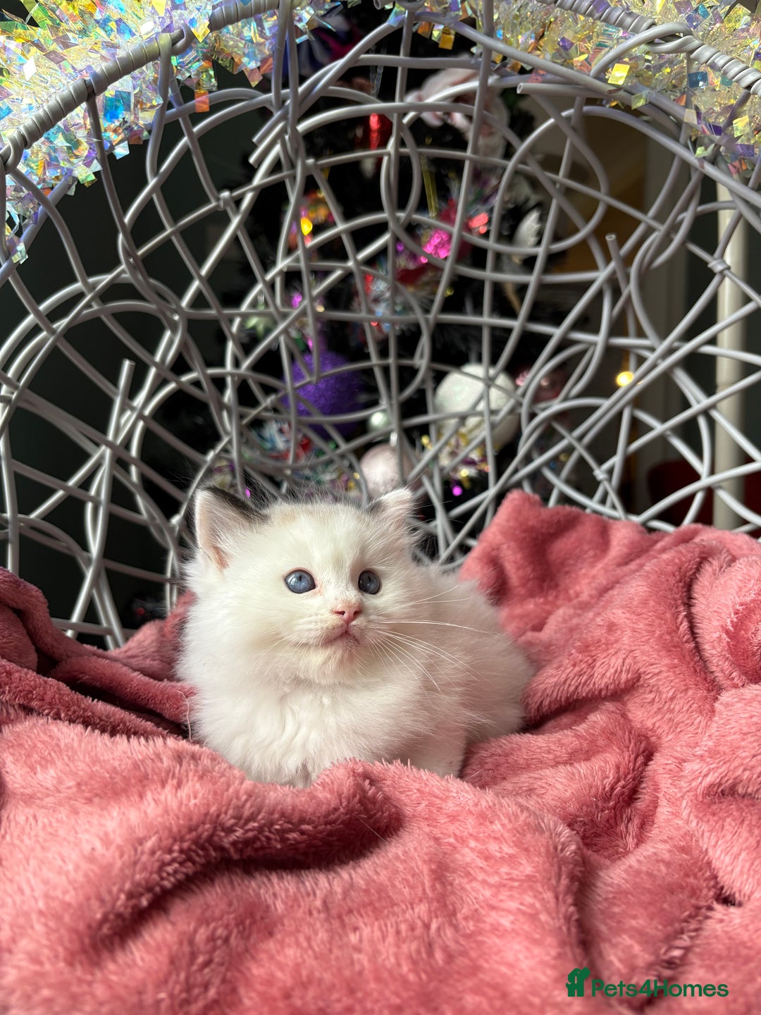 Ragdoll cats for sale: TICA Pedigree Bicolour Ragdoll kittens - Advert 9