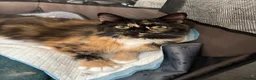 Mixed Breed cats for sale: Male kittens for sale - Advert 1