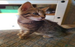 Mixed Breed cats for sale: 4 flufball looking for new home - Image 22