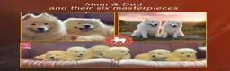 Samoyed dogs for sale: KC registered Samoyed puppies Champ Sire - Advert 8