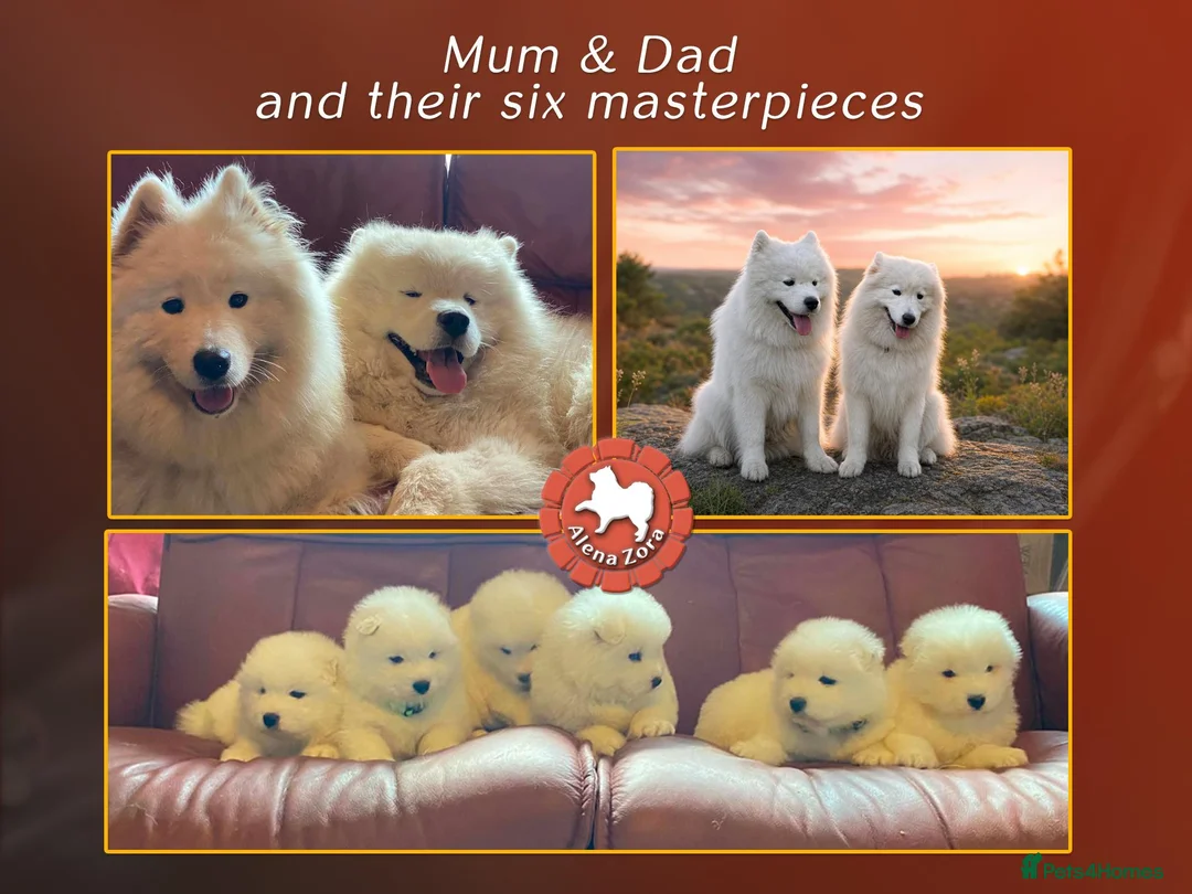 Samoyed dogs for sale: KC registered Samoyed puppies Champ Sire - Advert 8