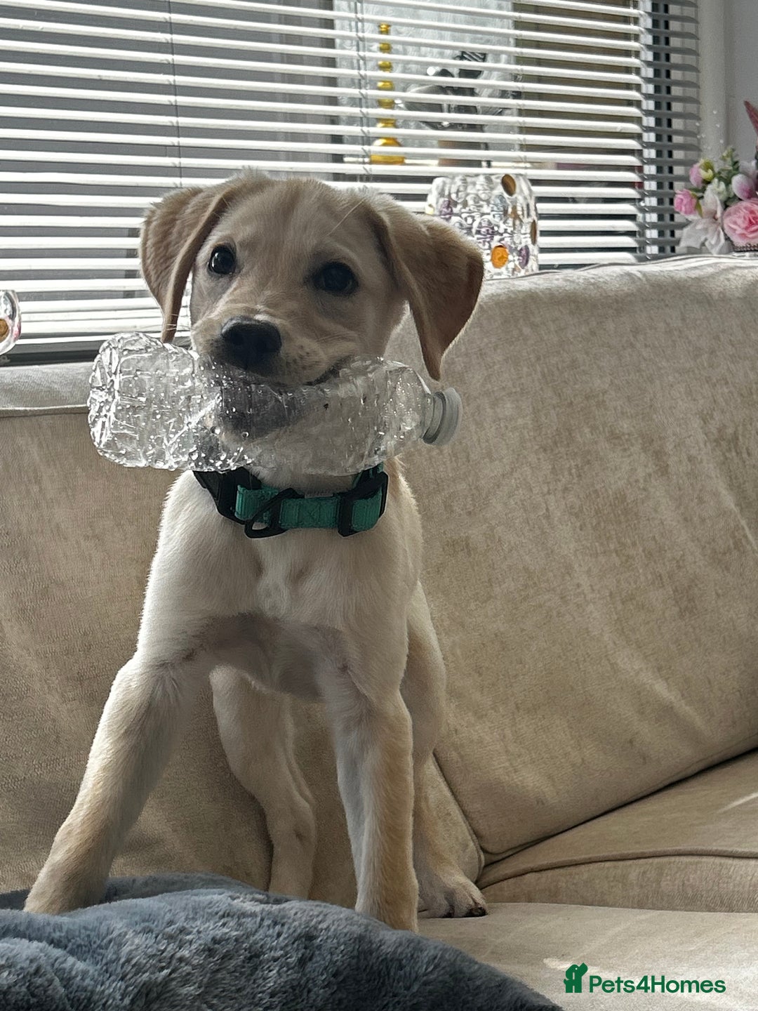 Labrador Retriever dogs for sale: Beautiful, loving Labrador Retriever forever home - Image 1
