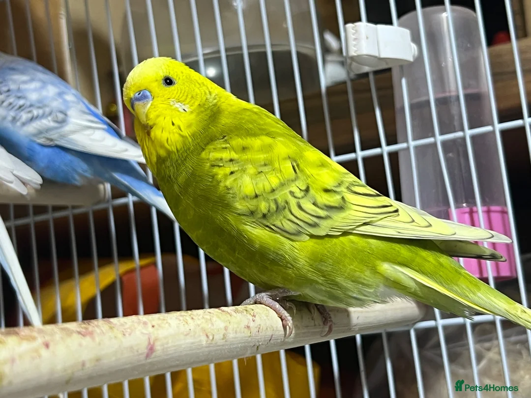 Budgerigars birds for sale: 13 budgies available  - Advert 2