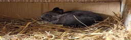 Netherland Dwarf rabbits for sale: Cute cheeky little netherland dwarf babies-2m left - Advert 8