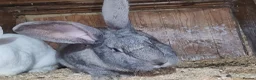 Continental Giant rabbits for sale: Pure and rare colour grey blue giant continental - Advert 8