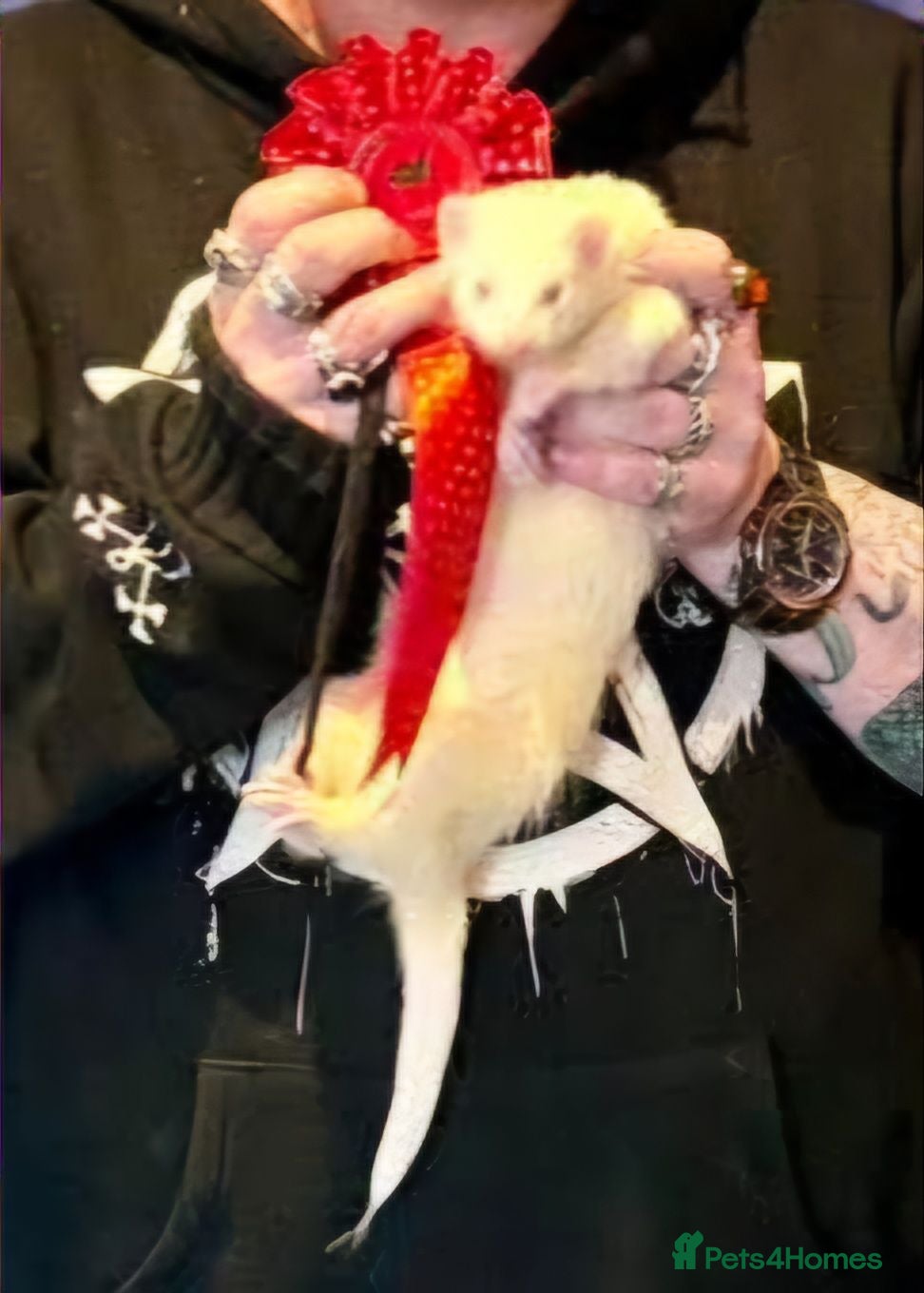 Ferret rodents Albino Kits for sale - Advert 2