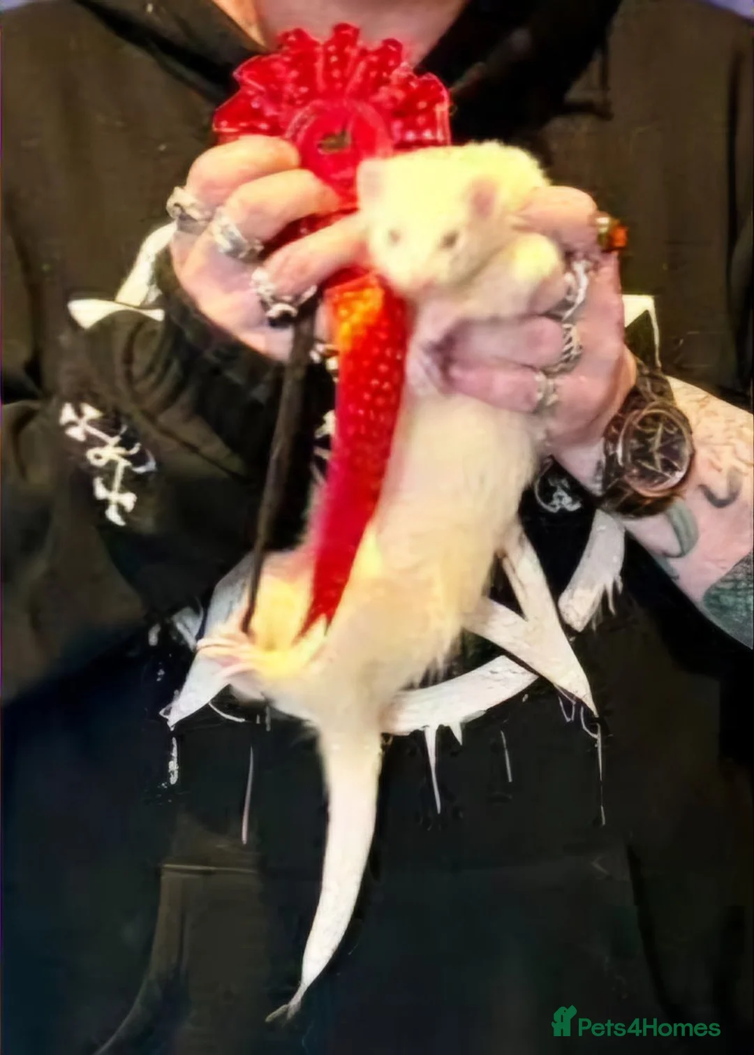 Ferret rodents for sale: Albino Kits for sale - Advert 1