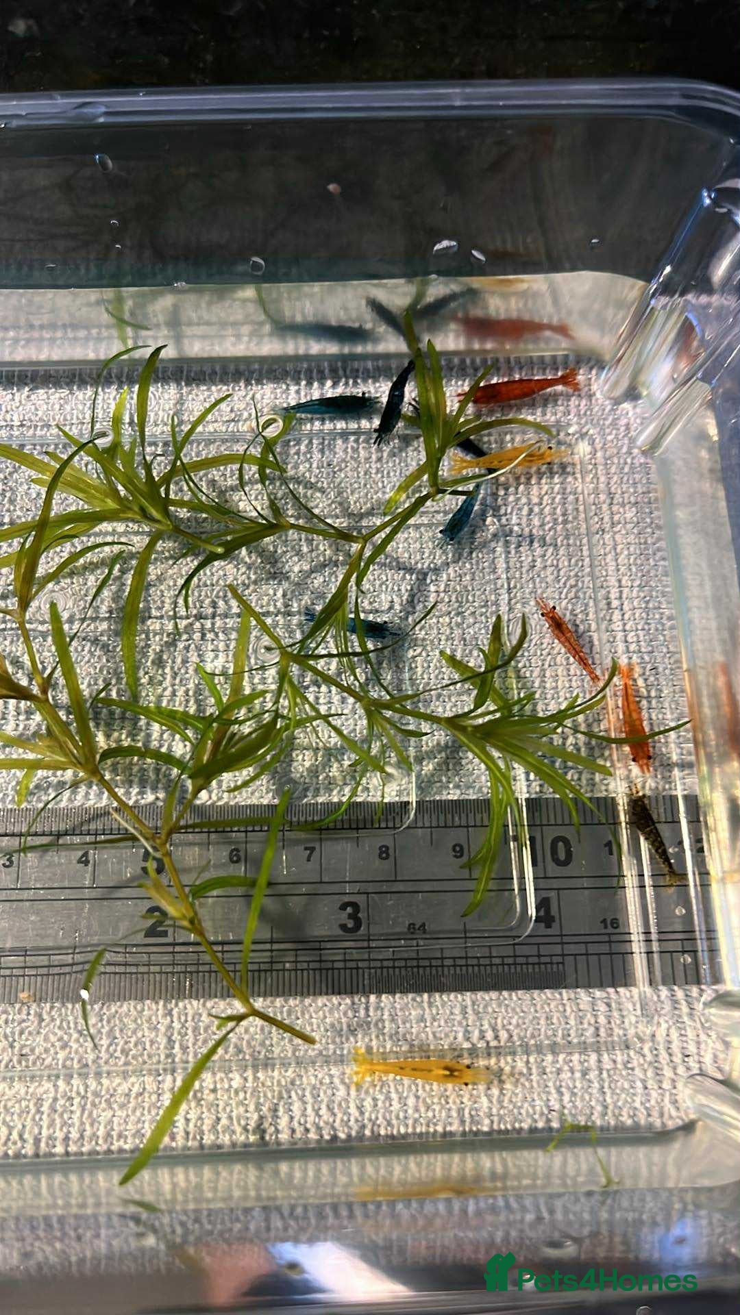 Mixed Breed invertebrates Freshwater shrimp in Croydon. - Advert 1