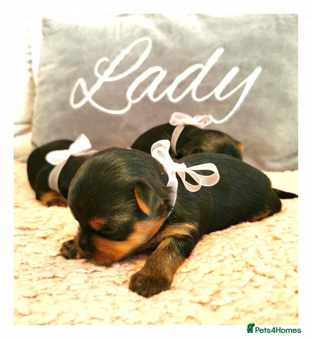 Yorkshire Terrier dogs for sale: ✨ Exquisite Yorkshire Terrier Puppies Available ✨ - Advert 17