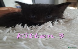 Mixed Breed cats for sale: 4 Stunning kittens for sale - Image 16