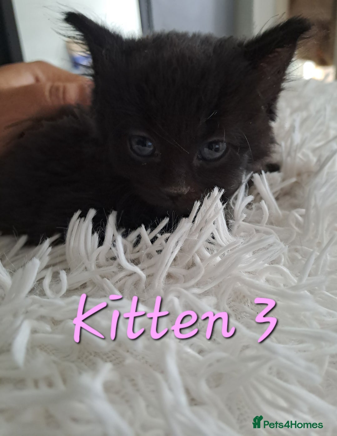 Mixed Breed cats for sale: 4 Stunning kittens for sale - Image 16