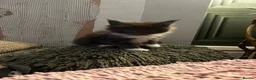 Maine Coon cats for sale: Chunky main coons 🩷🩷🩷💙 - Advert 19